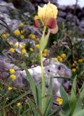 Iris pseudopumila